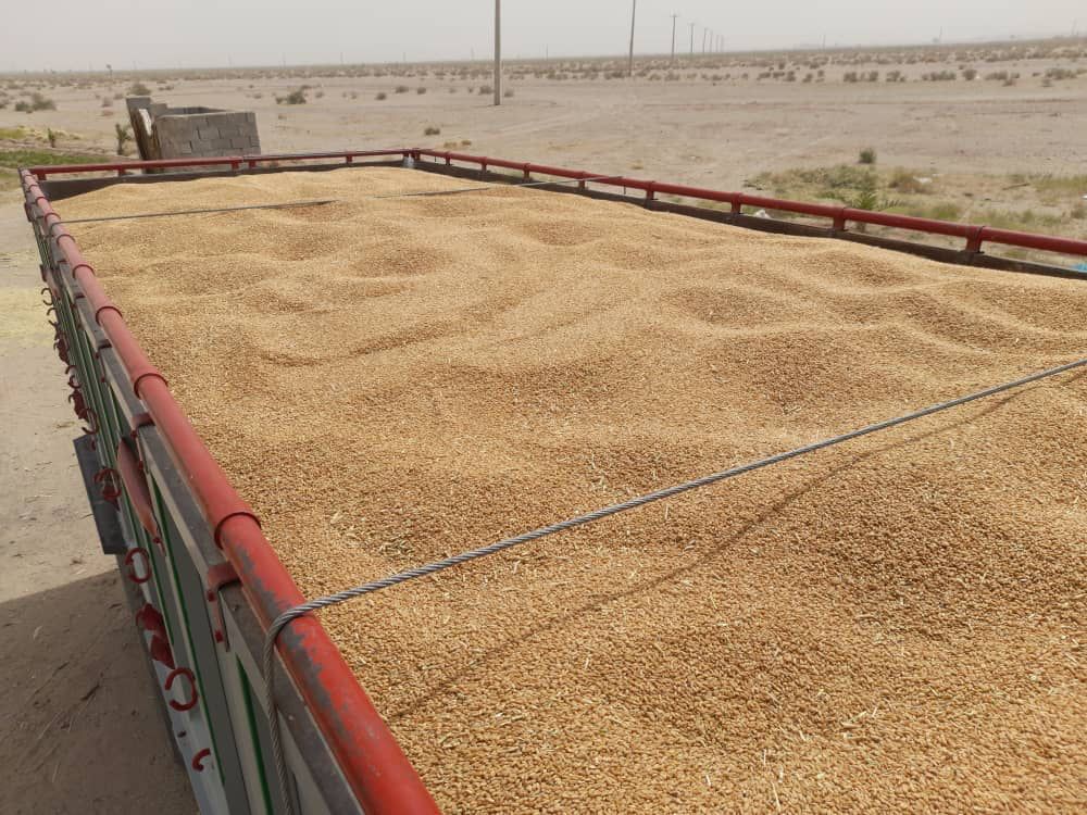 ۹۰ مرکز خرید تضمینی گندم در استان راه‌اندازی می‌شود/ ٢۵ هزار تن گندم از کشاورزان‌ گلستانی خریداری شد