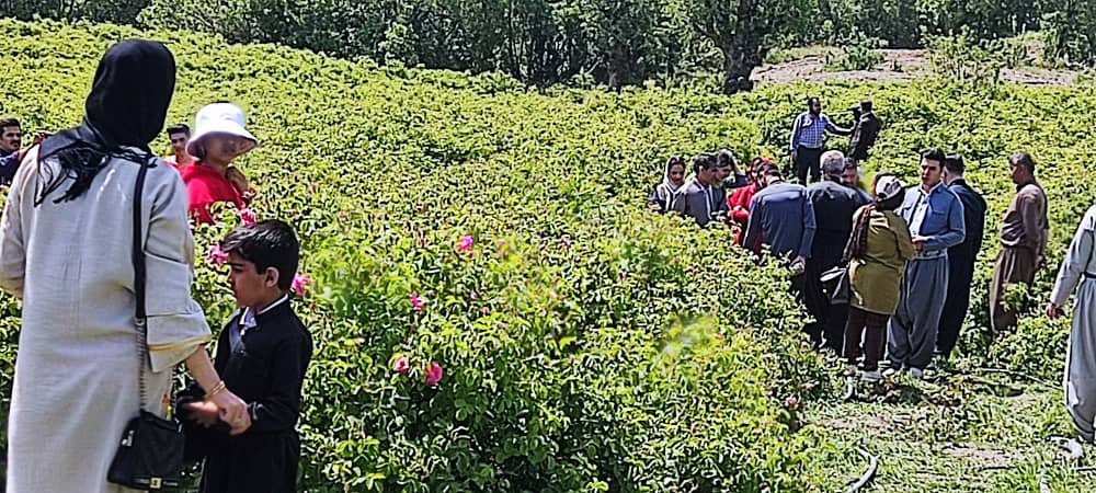 نخستین تور گردشگری «گل محمدی» در روستای سیاحومه بانه برگزار شد 