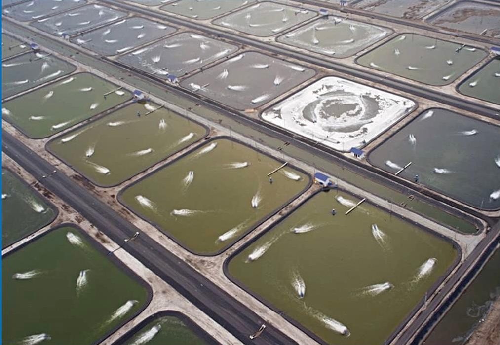  میگوی گمیشان پیش‌رانی برای اشتغال و معیشت اهالی گلستان است 