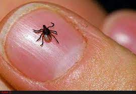 تاکنون موردی از ابتلاء به بیماری تب کریمه کنگو در استان گزارش نشده است