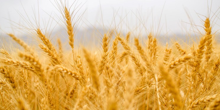 تاکنون حدود ۱۰ هزار تن گندم از کشاورزان خریداری شد