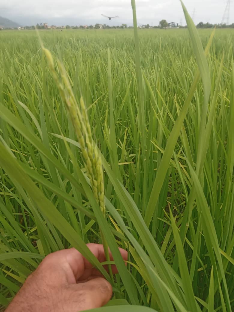 ظهور نخستین خوشه طلایی برنج در آستارا