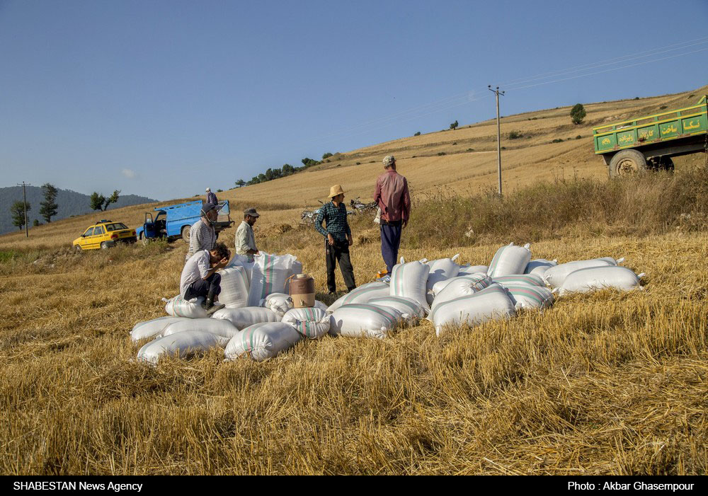  بیش از ۳۴۴ میلیارد تومان گندم از کشاورزان سیستان و بلوچستان خریداری شده است