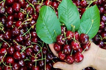   سومین جشنواره آلبالو در شهر زنگنه ملایر برگزار می‌شود