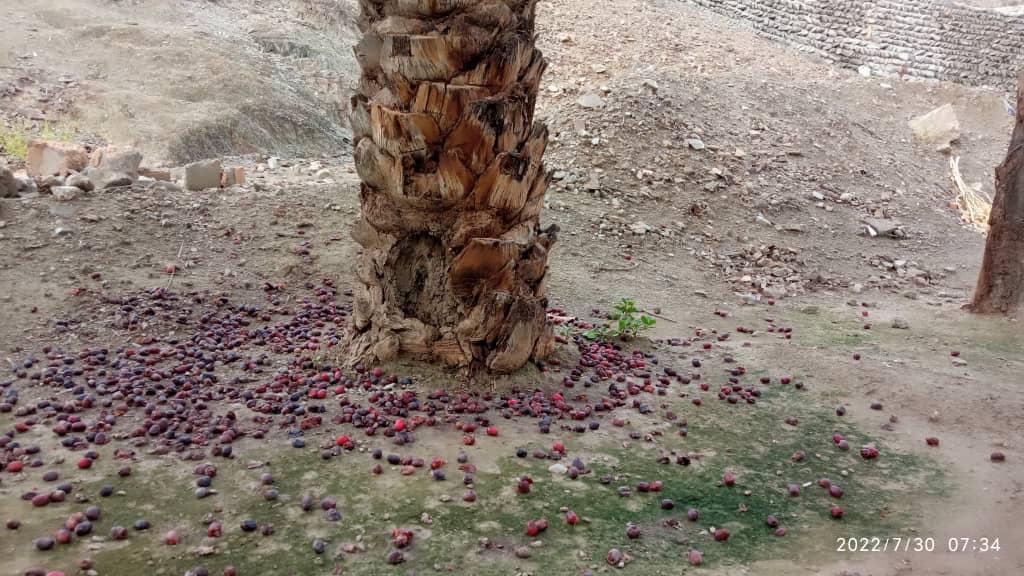 خسارت ٢٢٠ میلیارد تومانی بارندگی‌های مونسون به بخش کشاورزی شهرستان سرباز  