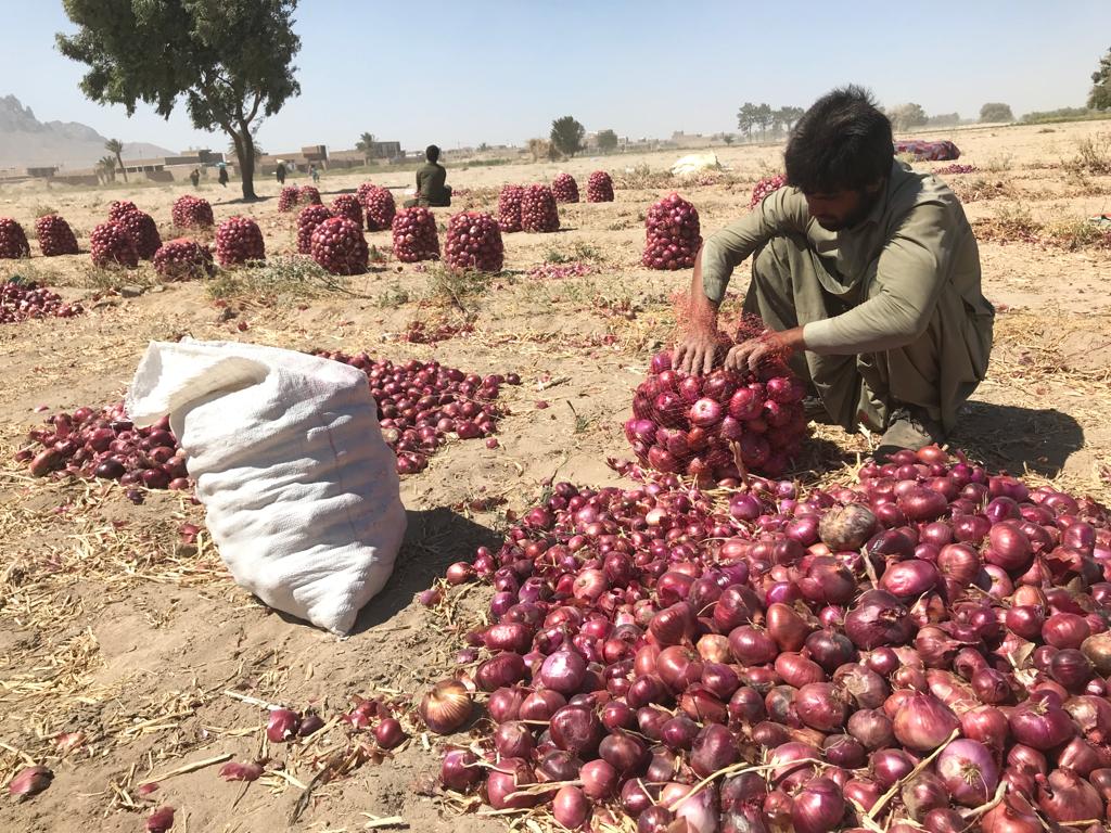 برداشت پیاز از ٢١٠ هکتار اراضی کشاورزی شهرستان خاش  