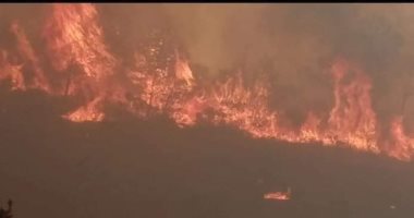 ابراز همدردی شورای حکمای مسلمانان با خانواده های قربانیان آتش سوزی جنگل ها در الجزایر
