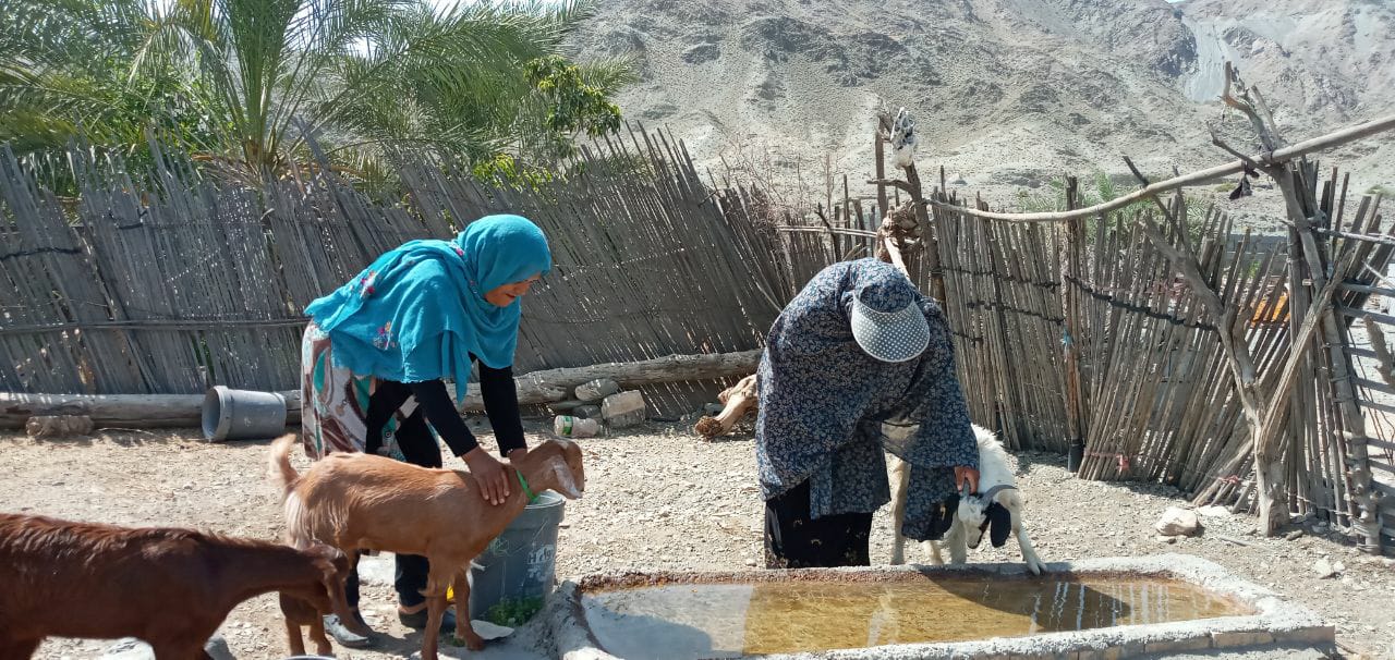 اهدای دام زنده به زنان سرپرست خانواده 