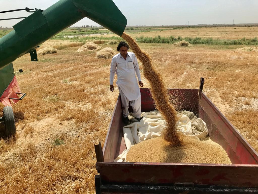 رشد ٧١ درصدی خرید گندم در سیستان وبلوچستان  