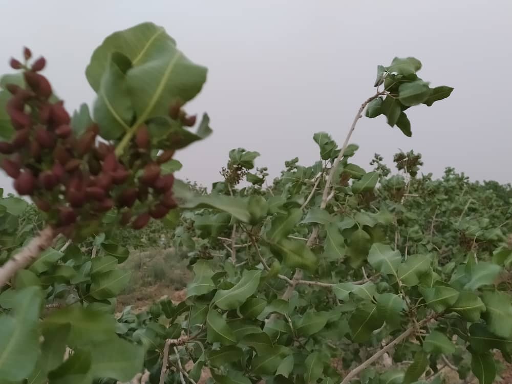 طغیان آفات در باغات پسته سرایان