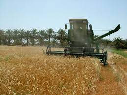 ۶۲۰ هزار تن گندم از کشاورزان کردستان خریداری شد