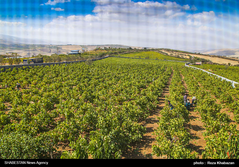 تولید بیش از  ۴۲۷ هزار تن انگور در استان همدان