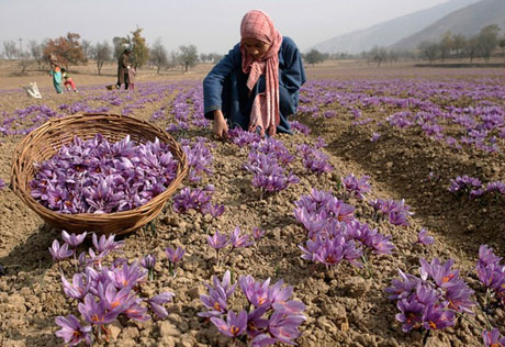 ۱۱۸ هکتار از اراضی ملایر زیر کشت محصول زعفران   