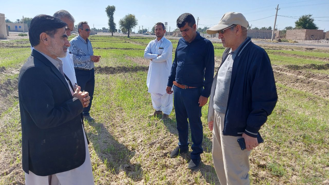 امسال ۵۶ هزار هکتار گندم در سیستان و بلوچستان کشت می‌شود  