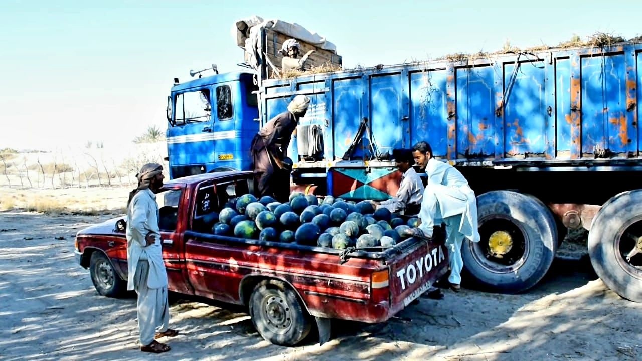 برداشت هندوانه شب یلدا از مزارع  نیکشهر