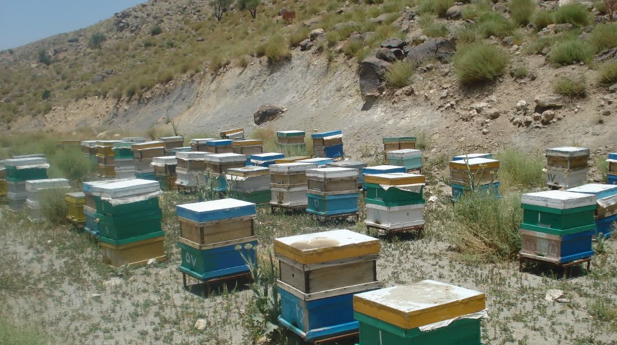 تولید بیش از ۷ تن عسل مرغوب در شهرستان خاش 