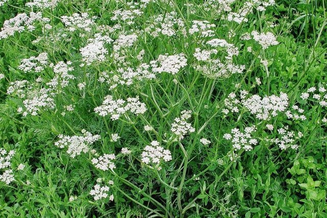 کشت ۳۰ هکتار زیره سبز در شهرستان خاش 