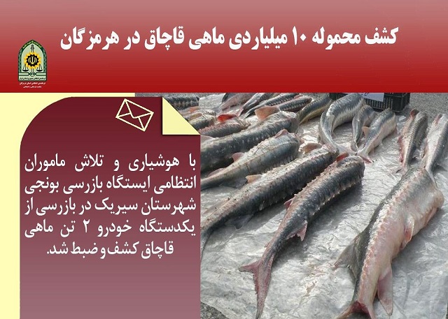 کشف محموله ۱۰ میلیاردی ماهی قاچاق 