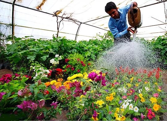 شهرداری شیروان با تولید ۳.۵ میلیون شاخه گل به استقبال بهار می رود