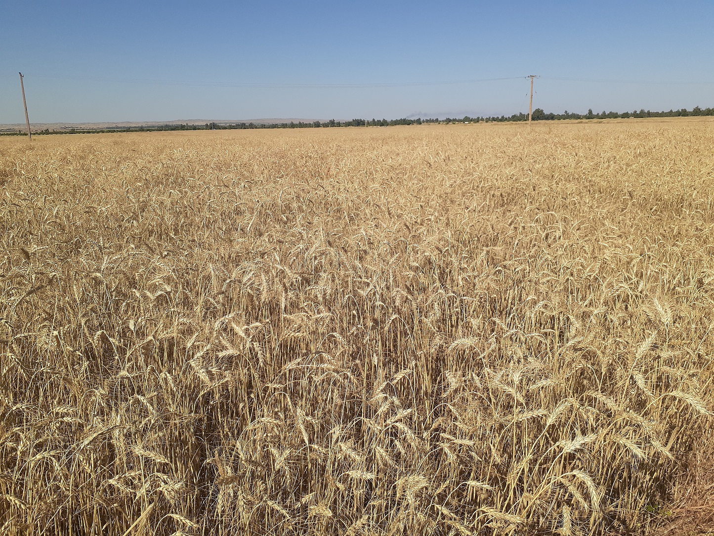 کاهش ۳۰ درصدی تولید گندم در خراسان جنوبی