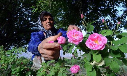 گلاب گیری در باغ های گل محمدی شهرستان ورامین آغاز شد