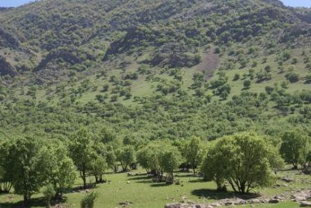 عقب نشینی 600 متری درختان بلوط در لرستان