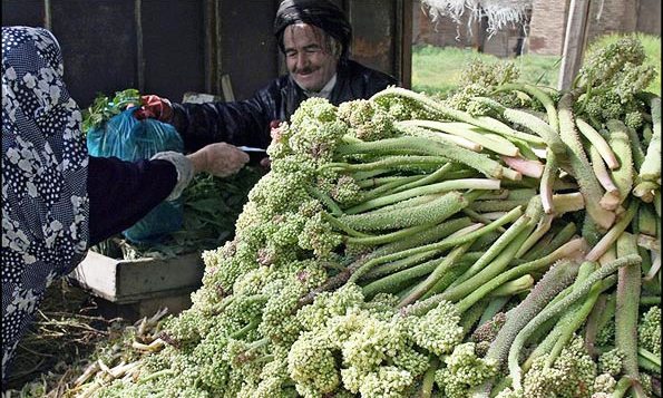 کشت گیاهان دارویی در 40 هکتار از اراضی ایلام