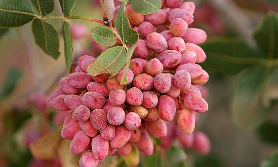 شناسایی 14 نوع حشره برای بهبود پسته در استان سمنان