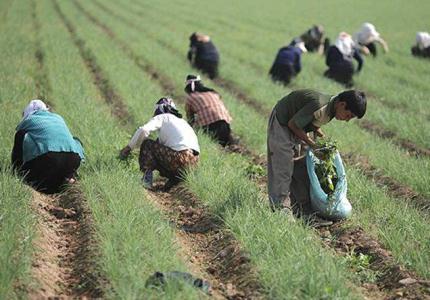 بررسی اجمالی وضعیت بیمه محصولات کشاورزی 