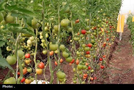 افتتاح طرح کشت داربستی گوجه فرنگی با استفاده از آب شیرین کن در بستک