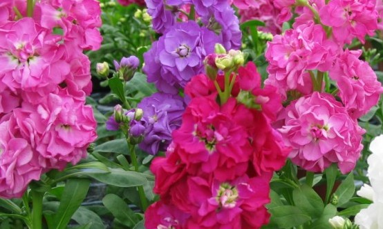 12 میلیون گلدان گل شب بو در استان اصفهان تولید شده است
