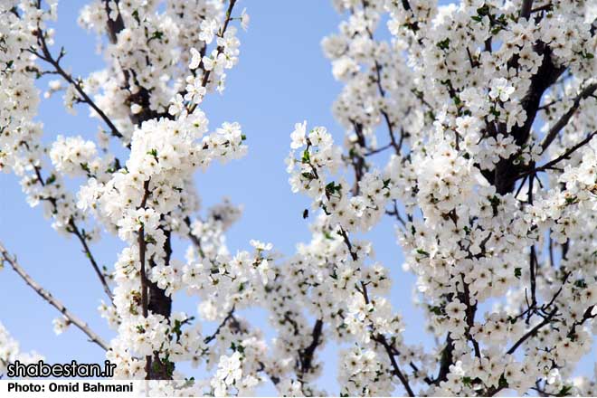 ویژه برنامه" بهار فاطمی" در فرهنگسرای معراج کاشان برگزار می شود