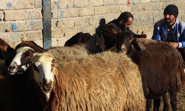 آمادگی بهزیستی گیلان برای دریافت نذورات قربانی