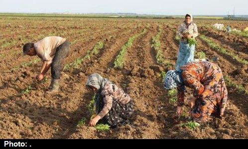 آغاز کشت محصول گوجه فرنگی در مزارع پارسیان