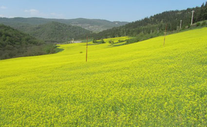 اجرای طرح "مزرعه سبز من" برای دانش آموزان روستایی استان فارس