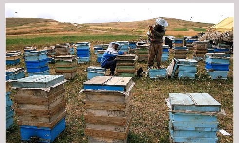 زنبورداران سیستان و بلوچستان 10 تن عسل تولید کردند