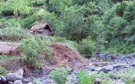 ضرورت توسعه و احیای جنگلکاری در استان زنجان