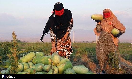 آغاز برداشت هندوانه شب یلدا از مزارع شهرستان میناب