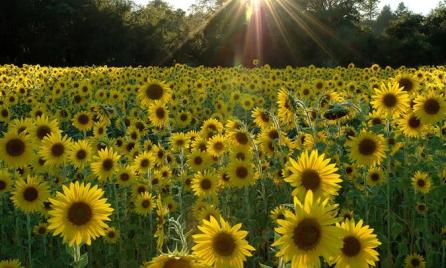 افزایش 27 درصدی تولید محصولات باغی در خوی