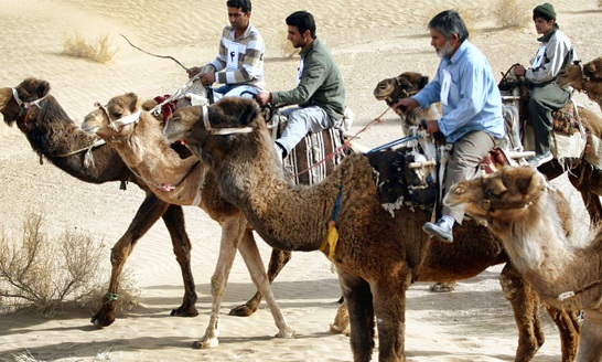 روستای گردشگری مصر؛ میزبان مسابقات ملی شتر سواری