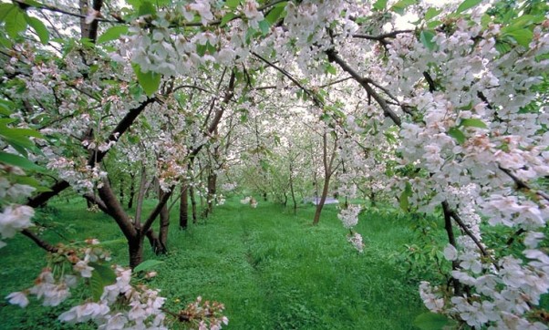 حیات مجدد طبیعت در بهار آدمی را به مسیر توحید رهنون می شود