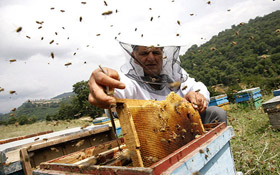 145 زنبور‌دار اردبیلی برای اولین باردر سال91 تحت پوشش بیمه قرار گرفتند