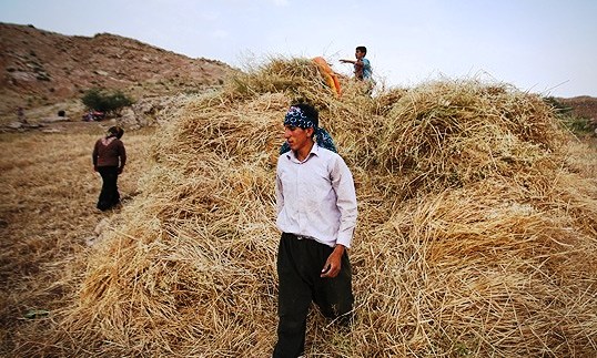 برداشت گندم در ایلام آغاز شد