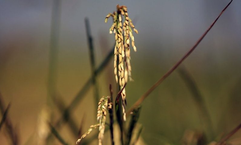 خوشه های طلایی برنج به بار نشست