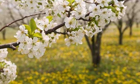 بهار بهترین زمان و مسجد بهترین مکان برای ایجاد تحول روحی و اخلاقی است