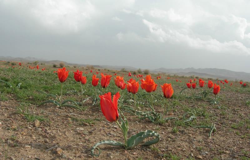 سیاحتی نوروزی در دشت لاله‌گون سرایان/بهشت منجمان ایران پذیرای گردشگران